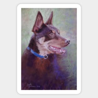 'Kevin the Kelpie' Sticker